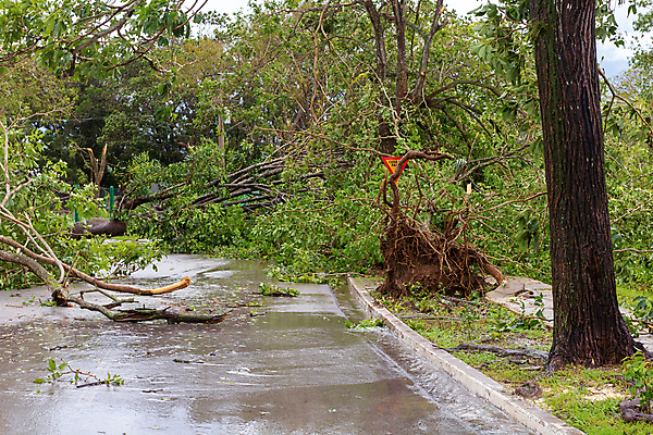 포토 JPG 해외이미지 나무 공원 도로 자연 하늘 바람 날씨 거리 주택 사람없음 초록색 여름 손상 가을 흰색 나뭇가지 죽음 도시 떨어짐 숲 장애물 질감 뿌리 폭풍 내추럴 종료 깨짐 마이애미 심각 옛날 플로리다 해외202009 해외포토 자연요소 식물 계절 공공시설 길 컬러 컨셉 교통시설 건물 미국 생태계 파일형식