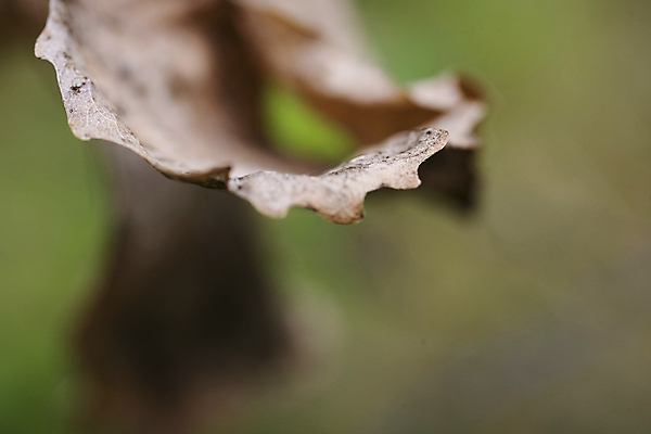 포토 JPG 해외이미지 모양 나무 식물 공원 백그라운드 잎 사람없음 야외 초록색 갈색 가을 숲 9월 11월 10월 해외202009 해외포토 계절 공공시설 컬러 날짜 파일형식