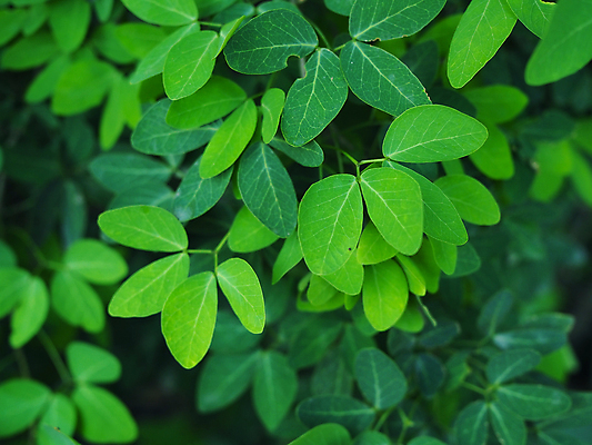 포토 JPG 해외이미지 나무 식물 공원 아시아 어린이 선 백그라운드 잎 자연 소년 사람없음 야외 가로 초록색 정원 일본 성장 신선 숲 대나무 해외202009 해외포토 공공시설 남자 나라 컬러 사람 생태계 파일형식