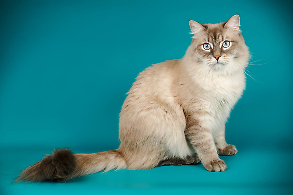 포토 JPG 해외이미지 한마리 사람없음 파란색 반려동물 고양이 해외202009 네바마스커레이드 해외포토 동물 1 컬러 포유류 파일형식