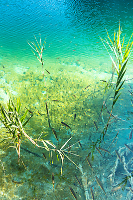 포토 JPG 해외이미지 나무 식물 공원 유럽 호수 여행 백그라운드 자연 산 풍경 사람없음 야외 초록색 물 여름 파란색 강 여행객 봄 폭포 가을 연못 개울 숲 크로아티아 내추럴 생태학 전국 해외202009 해외포토 자연요소 계절 공공시설 교육 나라 컬러 사람 생태계 파일형식