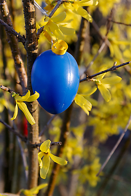 포토 JPG 해외이미지 식물 전통 계절 꽃 꽃무늬 자연 휴가 부활절 사람없음 야외 장식 파란색 컬러풀 노란색 정원 봄 벚꽃 나뭇가지 축하 개화 4월 관목 싱글 부활절계란 핸드메이드 해외202009 해외포토 나무 기념일 컬러 컨셉 무늬 계란 날짜 생태계 파일형식