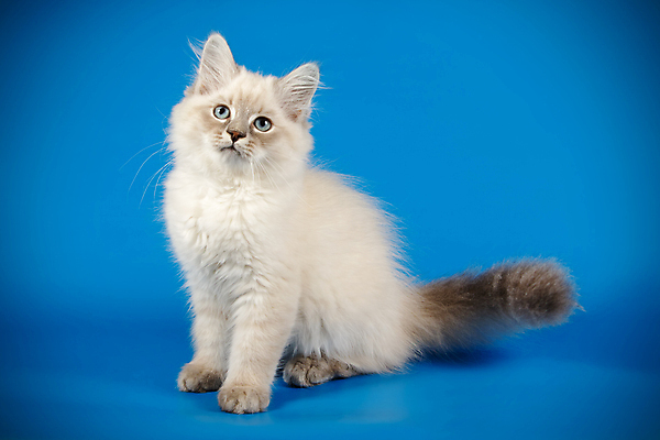 포토 JPG 해외이미지 한마리 사람없음 파란색 반려동물 고양이 해외202009 네바마스커레이드 해외포토 동물 1 컬러 포유류 파일형식