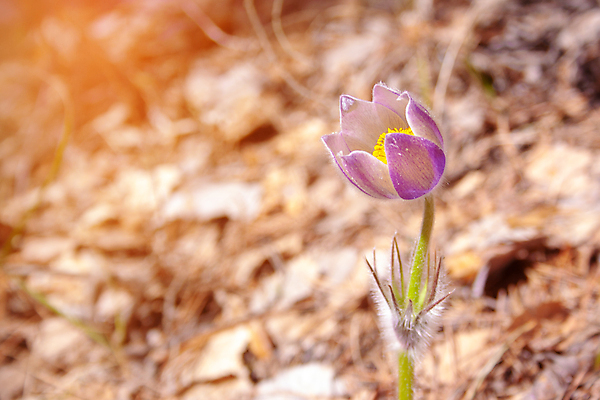 포토 JPG 해외이미지 식물 계절 꽃잎 꽃 분홍색 백그라운드 잎 꽃무늬 밭 자연 풍경 초원 사람없음 야외 초록색 여름 파란색 태양 보라색 봄 들꽃 성장 벚꽃 개화 5월 제비꽃 묘사 내추럴 아네모네 해외202009 해외포토 자연요소 컬러 무늬 농업 날짜 생태계 파일형식