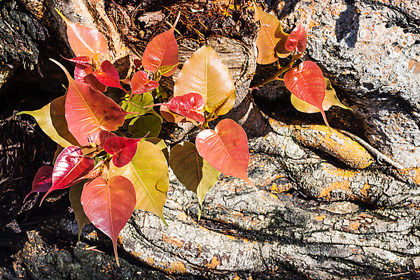 포토 JPG 해외이미지 나무 식물 아이콘 전통 공원 꽃 아시아 종교 분홍색 백그라운드 컨셉 잎 꽃무늬 불교 자연 동양인 사람없음 야외 장식 빨간색 초록색 물 여름 컬러풀 노란색 환경 정원 벚꽃 흰색 신선 심볼 신성 무화과 내추럴 해외202009 해외포토 자연요소 계절 공공시설 나라 컬러 무늬 과일 인종 생태계 파일형식