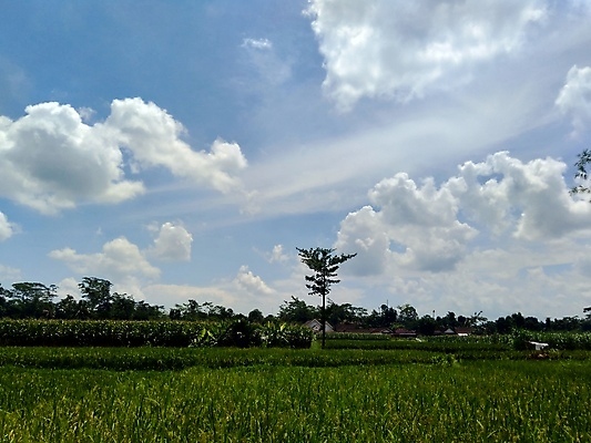 포토 JPG 해외이미지 나무 식물 아시아 문화 음식 여행 백그라운드 밭 자연 하늘 산 풍경 사람없음 야외 초록색 여름 파란색 농장 노란색 새싹 마을 성장 시골 업무 농부 땅 만족 진흙 내추럴 밭일 옛날 해외202009 해외포토 직업 계절 감정 나라 컬러 농업 작업 생태계 파일형식