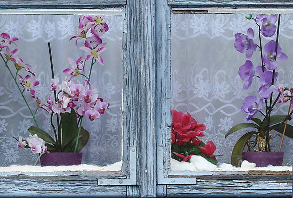 포토 JPG 해외이미지 꽃잎 꽃 잎 창문 가정 날씨 주택 프레임 실내 사람없음 목재 컬러풀 장미 보라색 사진촬영 시골 거친 난초 오두막 자주색 가난 제비꽃 순수 시골집 방갈로 시들음 구식 더블 옛날 판유리 국경 해외202009 해외포토 나무 식물 컬러 컨셉 재료 유리 숙소 내부 건물 촬영 파일형식