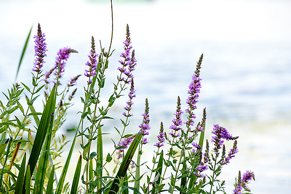 포토 JPG 해외이미지 식물 꽃 분홍색 잎 꽃무늬 자연 사람없음 초록색 강 보라색 벚꽃 개화 허브 제비꽃 스파이크 내추럴 영원 해외202009 해외포토 컬러 무늬 생태계 파일형식