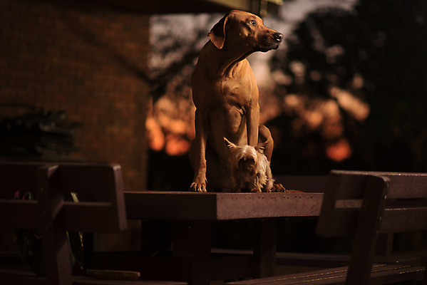 포토 JPG 해외이미지 동물 1 여자 남자 백그라운드 밭 포유류 자연 하늘 짧은머리 서기 앉기 잔디 사람없음 야외 옆모습 빨간색 초록색 여름 파란색 반려동물 햇빛 갈색 머리 우정 코트 흰색 표현 개 강아지 작음 큼 코 사냥개 주둥이 고립 복종 해외202009 해외포토 식물 헤어스타일 계절 뷰포인트 컬러 농업 모션 사람 신체부위 친구 태양 외투 크기 생태계 파일형식