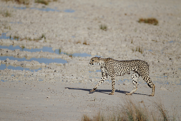 포토 JPG 해외이미지 동물 척추동물 야생동물 여행 포유류 아프리카 친절 항해 서기 사람없음 갈색 검은색 고양이 점 기다림 위험 사파리 호기심 육식동물 경보 세렝게티 탄자니아 해외202009 해외포토 감정 나라 컬러 컨셉 배_교통 모션 반려동물 파일형식