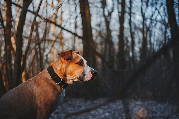 포토 JPG 해외이미지 동물 라이프스타일 여행 자연 앉기 사람없음 야외 반려동물 햇빛 가축 황혼 새벽 트래킹 하이킹 자유 가을 개 저녁 숲 잡종 송곳니 무료 카피스페이스 해외202009 해외포토 자연요소 계절 컨셉 포유류 모션 레저 생활 태양 일몰 공백 치아 야간 생태계 파일형식