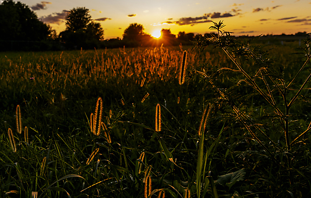 포토 JPG 해외이미지 식물 구름 음식 밭 농업 자연 하늘 풍경 초원 사람없음 야외 여름 파란색 빛 농작물 햇빛 태양 농장 농경지 노란색 환경 일몰 수확 가을 시골 황금 낟알 밀 장면 내추럴 밭일 수평선 해외202009 해외포토 자연요소 계절 산업 컬러 곡류 노을 생태계 파일형식