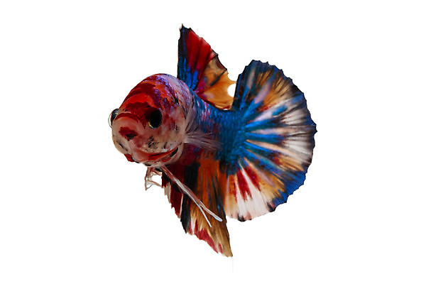 포토 JPG 해외이미지 동물 파도 백그라운드 이동 오렌지 모션 태국 자연 벽지 불 어류 미술 사람없음 장식 물 파란색 반려동물 컬러풀 검은색 수중 수영 희망 힘 흰색 고급 우아함 꼬리 싸움 지느러미 수족관 강렬 고립 공격적 멀티 이국적 해외202009 해외포토 자연요소 감정 아시아 바다 컬러 컨셉 과일 문화예술 수중동물 수상스포츠 생태계 파일형식