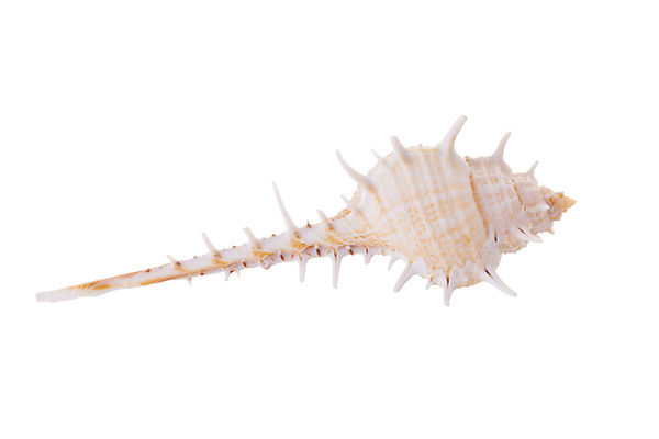 포토 JPG 해외이미지 동물 호수 야생동물 바다 섬 자연 조개 생물 주택 선물 미술 취미 사람없음 갈색 수중 껍질 흰색 서핑 소라 해산물 오브젝트 준비 다이빙 보물 고립 이국적 해외202009 해외포토 컬러 문화예술 어패류 건물 수영 수상스포츠 생태계 수중스포츠 파일형식