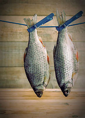 포토 JPG 해외이미지 나무 음식 바다 백그라운드 2 재료 자연 낚시 추상 건조 매달리기 저울 어류 사람없음 야외 목재 가로 파란색 반려동물 강 우주 공백 잡기 그룹 시장 정상 빨랫줄 해산물 준비 소금 지느러미 철사 빨래집게 내추럴 짠맛 카피스페이스 해외202009 해외포토 식물 동물 줄 컬러 무늬 모션 레저 집게 수중동물 맛 생태계 파일형식