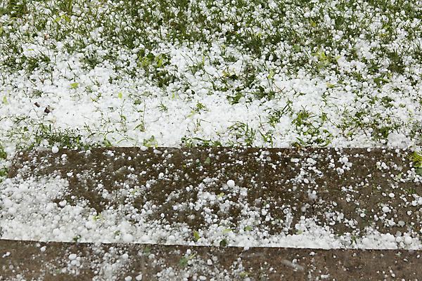 포토 JPG 해외이미지 계절 농업 자연 날씨 사람없음 초록색 냉동 얼음 봄 손상 젖음 추위 위험 시원함 서리 폭풍 문제 보험 재앙 폭풍우 해외202009 해외포토 자연요소 산업 컬러 컨셉 비_날씨 자연재해 생태계 파일형식