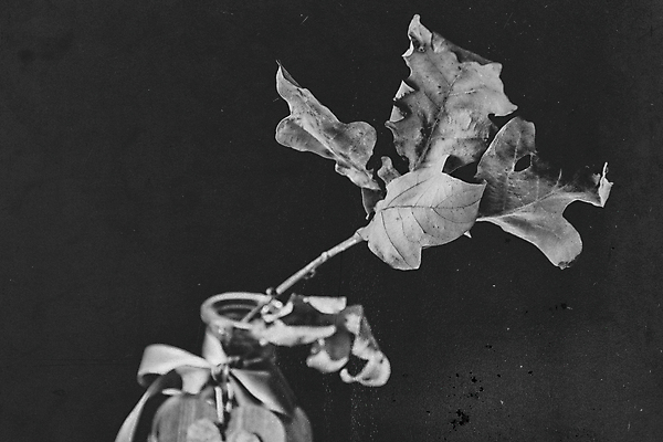 포토 JPG 해외이미지 식물 계절 잎 자연 유리 주택 사랑 사람없음 장식 노란색 꽃병 가을 나뭇가지 하트 투명 황금 11월 10월 내추럴 해외202009 해외포토 모양 나무 꽃 감정 컬러 재질 건물 날짜 생태계 파일형식