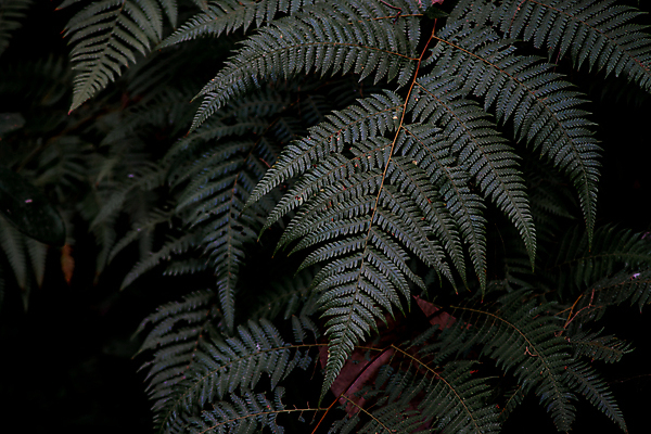 포토 JPG 해외이미지 나무 식물 계절 공원 백그라운드 컨셉 잎 패턴 자연 아침 추상 사람없음 야외 장식 초록색 빛 컬러풀 햇빛 환경 정원 맑음 봄 성장 신선 황금 소프트포커스 숲 질감 보케 부드러움 내추럴 블러 양치류 해외202009 해외포토 주간 공공시설 컬러 무늬 날씨 촬영기법 태양 감각 생태계 파일형식