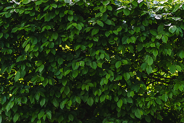 포토 JPG 해외이미지 나무 식물 디자인 계절 공원 백그라운드 잎 꽃무늬 패턴 자연 벽지 추상 건강 사람없음 야외 목재 초록색 물 여름 빛 환경 정원 검은색 봄 성장 나뭇가지 신선 숲 묘사 유기농 질감 내추럴 엘리먼트 그리너리 해외202009 해외포토 자연요소 웰빙 공공시설 꽃 컬러 무늬 재료 생태계 파일형식 트랜드컬러