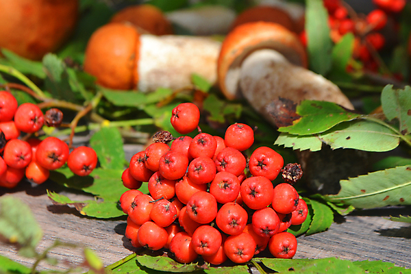 포토 JPG 해외이미지 나무 식물 계절 열매 음식 백그라운드 채소 오렌지 재료 건강 요리 사람없음 여름 갈색 노란색 바구니 주방 맑음 버섯 가을 흰색 신선 맛 숲 먹기 자작나무 곰팡이 그물버섯 생식 식용 채식주의자 가문비나무 많음 디톡스 개조 비건 맛있는 해외202009 해외포토 컬러 컨셉 과일 모션 날씨 채식 파일형식