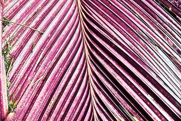 포토 JPG 해외이미지 분홍색 사람없음 야외 야자수 세이셸 야자수잎 해외202009 해외포토 나무 컬러 잎 아프리카 파일형식