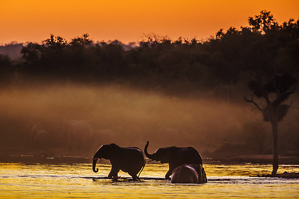 포토 JPG 해외이미지 동물 야생동물 오렌지 포유류 아프리카 자연 코끼리 국립공원 3 사람없음 관광지 일출 황혼 일몰 새벽 황무지 보호 사파리 남아프리카 보츠와나 보호구역 해외202009 해외포토 멸종위기종 자연요소 공원 나라 여행 컨셉 과일 노을 생태계 구역 파일형식