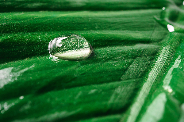 포토 JPG 해외이미지 나무 식물 디자인 계절 선 백그라운드 잎 패턴 자연 벽지 추상 바나나 건강 그림자 사람없음 야외 초록색 물 빛 환경 정원 활발 성장 나뭇가지 신선 닫기 떨어짐 숲 묘사 유기농 질감 정맥 내추럴 엘리먼트 해외202009 해외포토 자연요소 웰빙 컬러 컨셉 무늬 과일 모션 생태계 혈관 파일형식