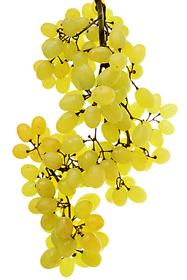 포토 JPG 해외이미지 열매 길 음식 과일 포도 사람없음 초록색 나뭇가지 신선 그룹 달콤 정상 작음 다발 흰배경 날것 포도나무 고립 해외202009 해외포토 나무 식물 컬러 백그라운드 흰색 맛 크기 과일나무 파일형식