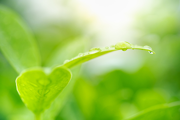 포토 JPG 해외이미지 나무 식물 계절 백그라운드 컨셉 잎 패턴 자연 벽지 추상 잔디 사람없음 초록색 여름 빛 컬러풀 햇빛 태양 우주 환경 정원 맑음 봄 성장 신선 숲 질감 보케 부드러움 내추럴 블러 생태학 카피스페이스 그리너리 효과 해외202009 해외포토 자연요소 교육 컬러 무늬 날씨 공백 감각 생태계 파일형식 트랜드컬러