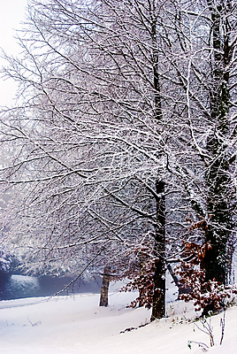 포토 JPG 해외이미지 나무 공원 도로 여행 백그라운드 겨울 곡선 교통시설 자연 하늘 풍경 사람없음 목재 태양 냉동 얼음 운전 추위 흰색 소나무 고속도로 숲 방법 눈내림 해외202009 해외포토 자연요소 식물 계절 공공시설 길 선 컬러 교통 재료 모션 눈_날씨 시설 생태계 파일형식