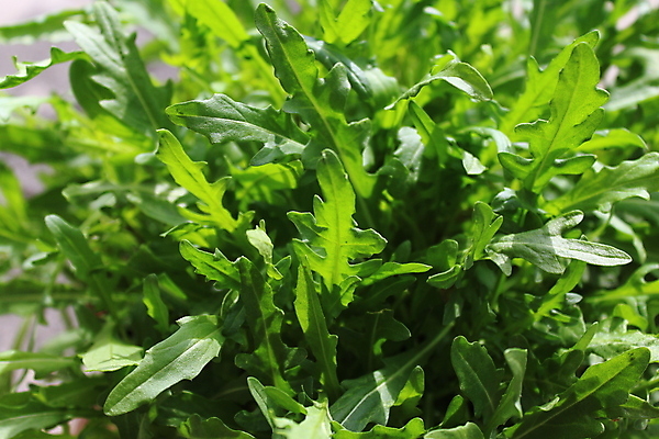 포토 JPG 해외이미지 식물 음식 잎 자연 건강 요리 사람없음 초록색 정원 샐러드 로켓 신선 유기농 해외202009 해외포토 웰빙 컬러 생태계 파일형식