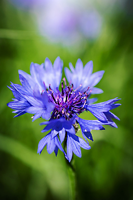 포토 JPG 해외이미지 꽃 백그라운드 사람없음 파란색 컬러풀 보라색 봄 벚꽃 신선 개화 허브 수레국화 해외202009 해외포토 식물 계절 컬러 파일형식