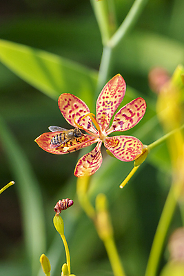 포토 JPG 해외이미지 식물 계절 꽃잎 꽃 나비 곤충 밭 자연 사람없음 초록색 노란색 정원 봄 벚꽃 흰색 데이지 해외202009 해외포토 동물 컬러 농업 생태계 파일형식
