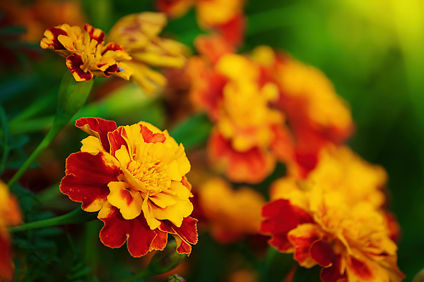 포토 JPG 해외이미지 식물 계절 꽃 꽃무늬 밭 오렌지 자연 사람없음 야외 장식 초록색 여름 컬러풀 노란색 정원 가을 신선 개화 해외202009 해외포토 컬러 무늬 농업 과일 생태계 파일형식