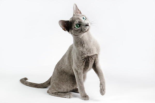 포토 JPG 해외이미지 동물 응시 백그라운드 장난 포유류 털 사람없음 초록색 파란색 반려동물 고양이 회색 흰색 우아함 은색 작음 꼬리 솜털 고립 기르기 단아함 러시아인 해외202009 해외포토 서양인 시선 컬러 컨셉 크기 돌봄 파일형식