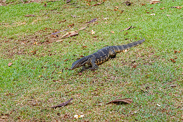 포토 JPG 해외이미지 동물 응시 아시아 호수 야생동물 여행 파충류 태국 자연 생물 동양인 풍경 사람없음 야외 초록색 물 여름 강 갈색 머리 환경 모니터 젖음 용 연못 개울 위험 큼 무서움 피부 방콕 사냥 도마뱀 육식동물 악어 거인 내추럴 동물상 이국적 해외202009 해외포토 자연요소 시선 계절 감정 나라 컬러 컨셉 인종 신체부위 컴퓨터 조형물 크기 생태계 파일형식