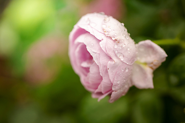 포토 JPG 해외이미지 식물 꽃잎 꽃 줄기 분홍색 잎 꽃무늬 자연 발렌타인데이 사람없음 야외 초록색 여름 햇빛 장미 정원 벚꽃 내추럴 해외202009 해외포토 계절 컬러 무늬 데이이벤트 태양 생태계 파일형식
