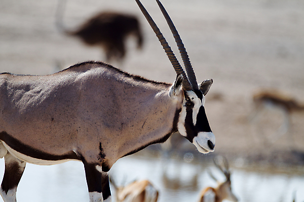 포토 JPG 해외이미지 동물 공원 음료 야생동물 모래 여행 잎 패턴 포유류 가족 아프리카 자연 뿔 동물원 국립공원 사람없음 물 게임 그룹 황무지 보호 큼 모래언덕 먹기 사파리 영양 가젤 나미비아 보츠와나 스텝 해외202009 해외포토 자연요소 식물 공공시설 나라 컨셉 무늬 관계 모션 놀이 크기 언덕 생태계 남아프리카 파일형식