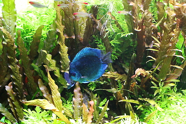 포토 JPG 해외이미지 동물 야생동물 바다 백그라운드 오렌지 자연 어류 사람없음 빨간색 초록색 물 파란색 반려동물 검은색 수중 신선 다이빙 질감 탱크 수족관 아마존 이국적 해외202009 해외포토 자연요소 컬러 과일 수영 수중동물 생태계 수중스포츠 파일형식