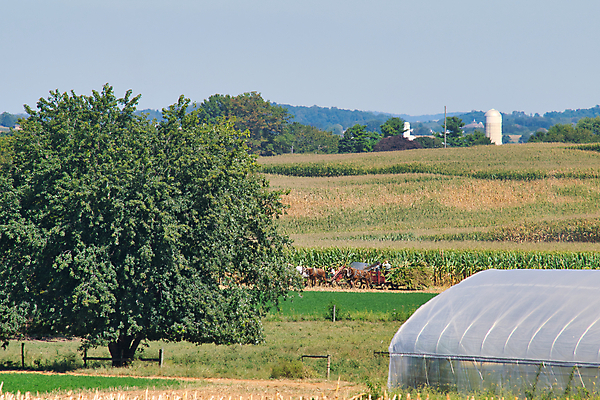 포토 JPG 해외이미지 동물 종교 밭 농업 가족 자연 안테나 옥수수 풍경 소년 사람없음 빨간색 초록색 파란색 농작물 농장 농경지 맑음 장비 수확 가을 시골 업무 작업 당기기 농부 땅 복고 먼지 구식 드론 로딩 밭일 옛날 해외202009 해외포토 직업 계절 남자 산업 어린이 컬러 통신 관계 모션 날씨 곡류 생태계 파일형식