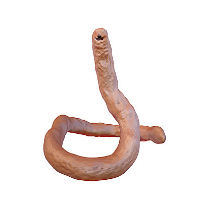 포토 JPG 해외이미지 동물 과학 일러스트 자연 건강 현미경 사람없음 약 머리 3D 고리 개 치아 벌레 질병 작음 생물학 감염 미생물 고립 해외202009 해외포토 교육 곤충 포유류 의학 생물 실험기구 신체부위 소화기관 크기 디지털합성 생태계 파일형식