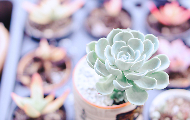 포토 JPG 해외이미지 식물 디자인 꽃 컨셉 잎 자연 선인장 사람없음 장식 초록색 사막 신선 냄비 수집 날카로움 내추럴 알로에 해외202009 해외포토 컬러 솥 생태계 파일형식