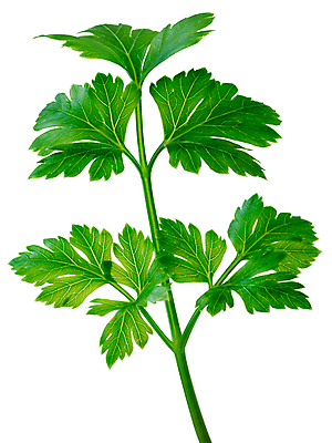 포토 JPG 해외이미지 클리핑패스 줄기 잎 파슬리 사람없음 초록색 플랫 허브 원예 슛 해외202009 해외포토 식물 컬러 채소 취미 파일형식