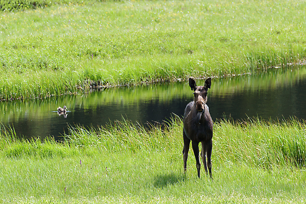 포토 JPG 해외이미지 동물 호수 야생동물 포유류 자연 산 털 종류 사람없음 초록색 물 갈색 어둠 코트 종 흰색 소나무 소 습지 군중 숲 위험 큼 시원함 속눈썹 버드나무 황소 코 귀 무거움 주둥이 콜로라도 벨벳 해외202009 해외포토 자연요소 나무 컬러 컨셉 사람 신체부위 미국 외투 무게 크기 실크 눈썹 생태계 파일형식