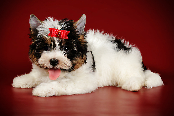 포토 JPG 해외이미지 동물 1 행복 새끼 백그라운드 새로움 털 사람없음 빨간색 반려동물 검은색 거울 흰색 개 달콤 강아지 작음 요크셔테리어 테리어 활 솜털 송곳니 기르기 비버 삼색 해외202009 우호적 해외포토 감정 컬러 컨셉 포유류 맛 치아 크기 돌봄 파일형식