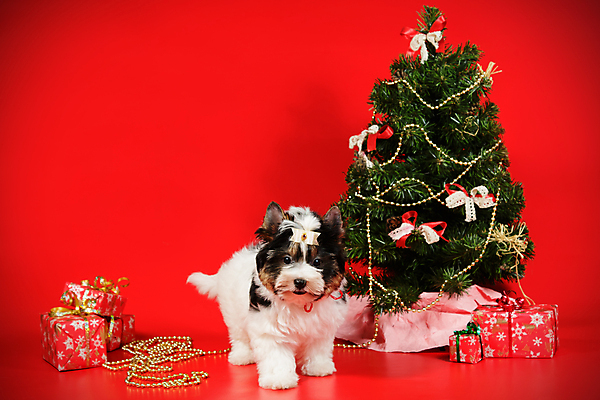 포토 JPG 해외이미지 나무 동물 1 행복 새끼 백그라운드 크리스마스 공 휴가 새로움 털 미소 사람없음 장식 빨간색 반려동물 산타클로스 검은색 거울 흰색 개 달콤 강아지 작음 샴페인 요크셔테리어 테리어 연도 사진사 활 솜털 송곳니 기르기 비버 삼색 해외202009 우호적 해외포토 식물 기념일 감정 컬러 컨셉 포유류 주류 표정 맛 치아 크기 작가 돌봄 파일형식