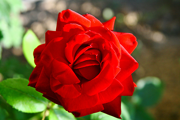 포토 JPG 해외이미지 식물 계절 공원 꽃잎 꽃 백그라운드 잎 꽃무늬 자연 선물 사랑 사람없음 야외 장식 빨간색 초록색 컬러풀 장미 정원 봄 낭만 벚꽃 축하 신선 개화 닫기 다발 묘사 싱글 원예 내추럴 깊이 해외202009 해외포토 공공시설 감정 컬러 컨셉 무늬 모션 취미 생태계 파일형식