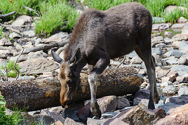 포토 JPG 해외이미지 동물 호수 야생동물 포유류 자연 산 털 종류 사람없음 초록색 물 갈색 어둠 코트 종 흰색 소나무 소 습지 군중 숲 위험 큼 시원함 속눈썹 버드나무 황소 코 귀 무거움 주둥이 콜로라도 벨벳 해외202009 해외포토 자연요소 나무 컬러 컨셉 사람 신체부위 미국 외투 무게 크기 실크 눈썹 생태계 파일형식