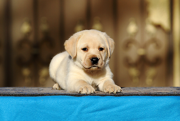 포토 JPG 해외이미지 응시 행복 어린이 놀이 탁자 사람없음 파란색 반려동물 노란색 기쁨 개 리트리버 달콤 강아지 래브라도리트리버 위치 창백 기르기 유래 해외202009 해외포토 동물 시선 감정 컬러 가구 포유류 사람 맛 돌봄 파일형식