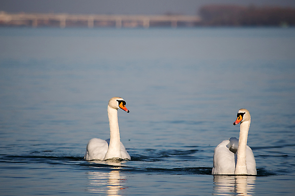 포토 JPG 해외이미지 동물 호수 야생동물 파도 백그라운드 날개 자연 조류 표면 사랑 사람없음 야외 물 파란색 빛 강 반사 머리 평화 봄 흰색 연못 우아함 심볼 순수 깃털 부리 백조 고립 다뉴브강 단아함 동물상 세르비아 해외202009 해외포토 자연요소 계절 감정 바다 컬러 컨셉 신체부위 조형물 생태계 파일형식